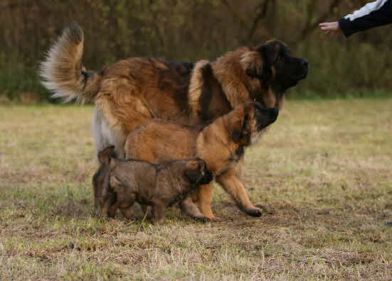 Hobit, Josy und Kira1